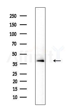 SEPP1 Antibody - Western blot analysis of extracts from Mouse testis, using SEPP1 Antibody at 1/1000 dilution.