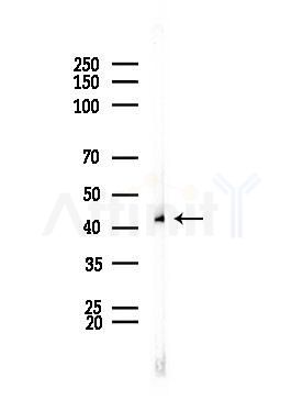 SEPP1 Antibody - Western blot analysis of lysates from Mouse testis, using SEPP1 Antibody at 1/1000 dilution.