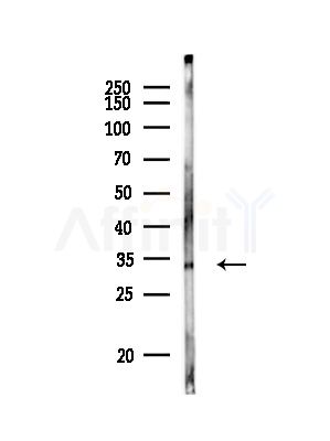 PNP Antibody - Western blot analysis of lysates from Rat lung, using PNP Antibody at 1/1000 dilution.