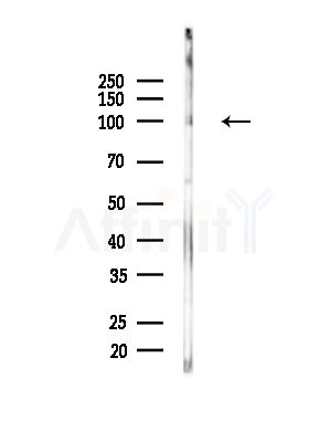 KIFAP3 Antibody - Western blot analysis of lysates from Mouse brain, using KIFAP3 Antibody at 1/1000 dilution.
