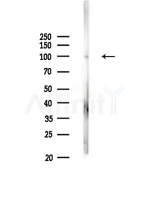 KIFAP3 Antibody - Western blot analysis of lysates from Rat liver, using KIFAP3 Antibody at 1/1000 dilution.