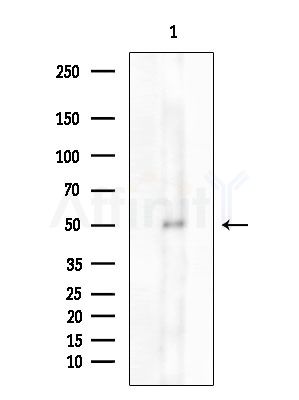GDF3 Antibody - Western blot analysis of extracts from B16F10-LUC cells(UV 30min treatment), using GDF3 Antibody at 1/1000 dilution.