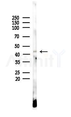 GDF3 Antibody - Western blot analysis of lysates from B16F10-LUC cells(UV,30min treatment), using GDF3 Antibody at 1/1000 dilution.