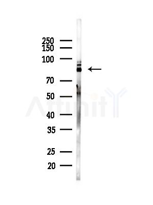 DCLK1 Antibody - Western blot analysis of lysates from COLO205 cells(heat-shock,45min treatment), using DCLK1 Antibody at 1/1000 dilution.