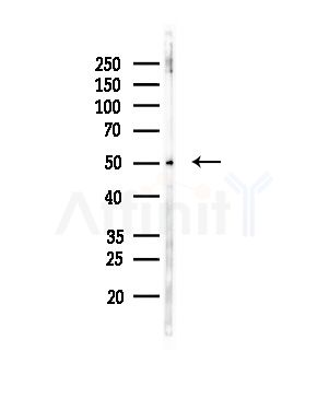 LEFTY2 Antibody - Western blot analysis of lysates from RAW264.