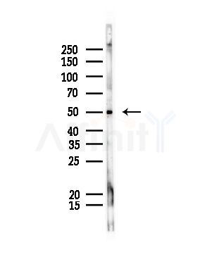 LEFTY2 Antibody - Western blot analysis of lysates from Rat liver, using LEFTY2 Antibody at 1/1000 dilution.