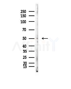 LEFTY2 Antibody - Western blot analysis of lysates from Mouse lung, using LEFTY2 Antibody at 1/1000 dilution.