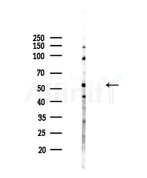 PCYOX1 Antibody - Western blot analysis of lysates from HepG2 cells(LPS,4h treatment), using PCYOX1 Antibody at 1/1000 dilution.