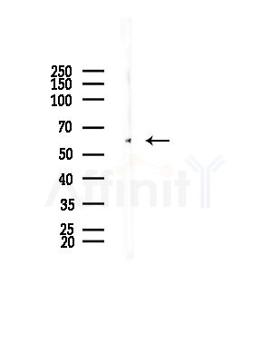 TXNRD1 Antibody - Western blot analysis of lysates from Mouse testis, using TXNRD1 Antibody at 1/1000 dilution.