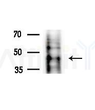 GDF1 Antibody - Western blot analysis of extracts from COLO205 cells(heat-shock,45min treatment), using GDF1 Antibody at 1/1000 dilution.