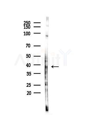 GDF1 Antibody - Western blot analysis of lysates from COLO205 cells(heat-shock,45min treatment), using GDF1 Antibody at 1/1000 dilution.