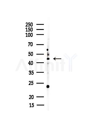 DUX4 Antibody - Western blot analysis of lysates from Rat brain, using DUX4 Antibody at 1/1000 dilution.