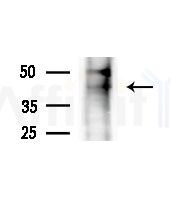 LHX3 Antibody - Western blot analysis of extracts from COLO205 cells(heat-shock,45min treatment), using LHX3 Antibody at 1/1000 dilution.