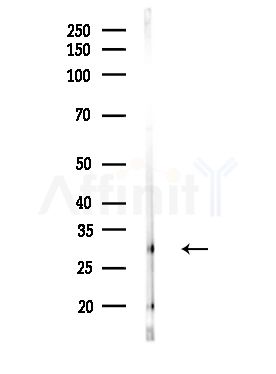 COPS7A Antibody - Western blot analysis of lysates from MDA-MB-231 cells(heat-shock,45min treatment), using COPS7A Antibody at 1/1000 dilution.