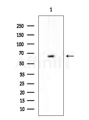 CD300A Antibody - Western blot analysis of extracts from 3T3-L1 P6(heat-shock treatment), using CD300A Antibody at 1/1000 dilution.