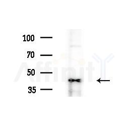 RAE1 Antibody - Western blot analysis of extracts from B16F10-LUC cells(heat-shock treatment), using RAE1 Antibody at 1/1000 dilution.