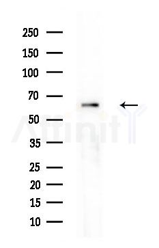 RAE1 Antibody - Western blot analysis of extracts from Mouse brain, using RAE1 Antibody at 1/1000 dilution.