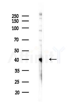 RAE1 Antibody - Western blot analysis of lysates from Hela cells(LPS 4h treatment), using RAE1 Antibody at 1/1000 dilution.