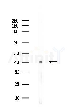 RAE1 Antibody - Western blot analysis of lysates from Mouse brain, using RAE1 Antibody at 1/1000 dilution.