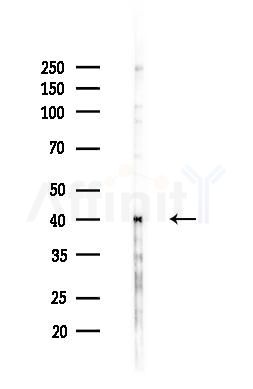 RAE1 Antibody - Western blot analysis of lysates from B16F10-LUC cells(heat-shock,45min treatment), using RAE1 Antibody at 1/1000 dilution.