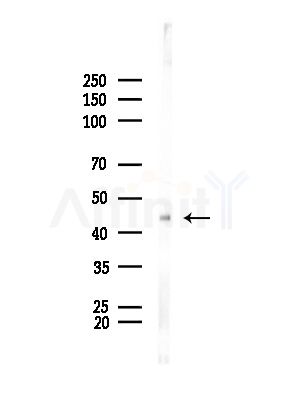BMP8B Antibody - Western blot analysis of lysates from Mouse brain, using BMP8B Antibody at 1/1000 dilution.