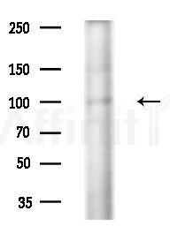 CD203c Antibody - Western blot analysis of lysates from Mouse brain, using CD203c Antibody at 1/1000 dilution.