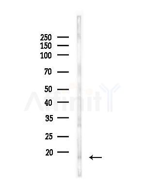 HES2 Antibody - Western blot analysis of lysates from Mouse brain, using HES2 Antibody at 1/1000 dilution.