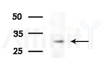IgA Antibody - Western blot analysis of extracts from Mouse brain, using IgA Antibody at 1/1000 dilution.