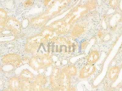 Prestin Antibody - DF8596 at 1/100 staining human normal kidney tissue by IHC-P.