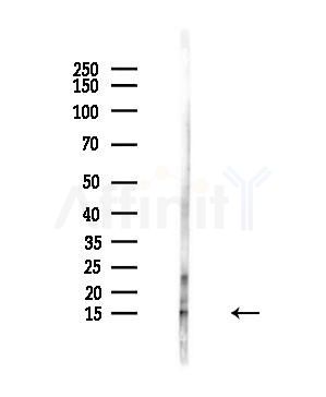 RAMP1 Antibody - Western blot analysis of lysates from 293 cells(starvation,24h treatment), using RAMP1 Antibody at 1/1000 dilution.