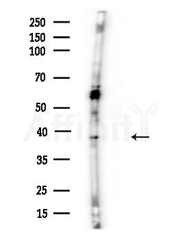 RFC3 Antibody - Western blot analysis of lysates from Mouse brain, using RFC3 Antibody at 1/1000 dilution.