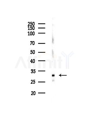 RPA30 Antibody - Western blot analysis of lysates from RAW264.