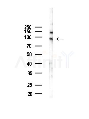 Sec23B Antibody - Western blot analysis of lysates from Mouse brain, using Sec23B Antibody at 1/1000 dilution.