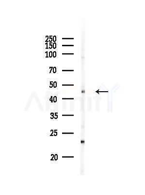 SOX11 Antibody - Western blot analysis of lysates from RAW264.