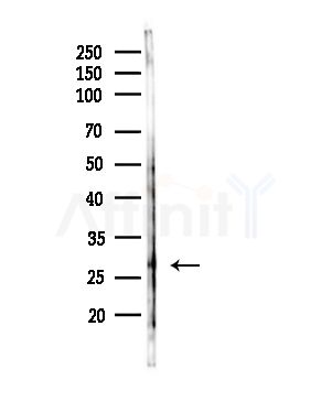 Trypsin-3 Antibody - Western blot analysis of lysates from RAW264.