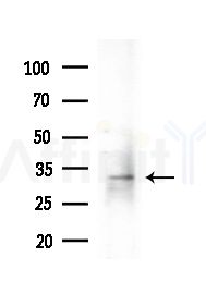 UCP2 Antibody - Western blot analysis of extracts from Mouse testis, using UCP2 Antibody at 1/1000 dilution.
