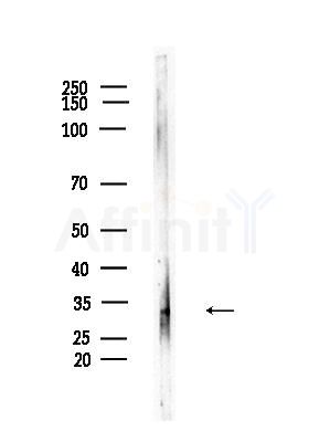 UCP2 Antibody - Western blot analysis of lysates from Mouse testis, using UCP2 Antibody at 1/1000 dilution.