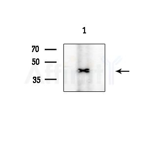 AIFM2 Antibody - Western blot analysis of extracts from COLO205 cells(heat-shock treatment), using AIFM2 Antibody at 1/1000 dilution.