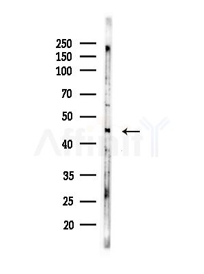 AIFM2 Antibody - Western blot analysis of lysates from COLO205 cells(heat-shock,45min treatment), using AIFM2 Antibody at 1/1000 dilution.
