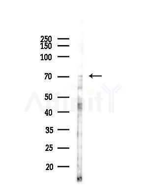 GAS6 Antibody - Western blot analysis of lysates from LoVo cells(heat-shock,45min treatment), using GAS6 Antibody at 1/1000 dilution.