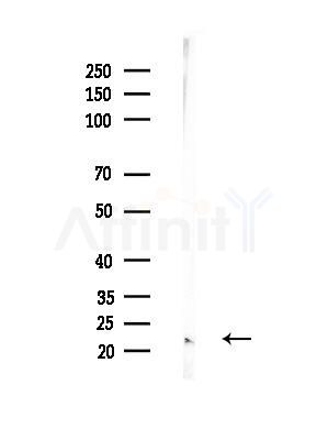 HES6 Antibody - Western blot analysis of lysates from Mouse muscle, using HES6 Antibody at 1/1000 dilution.