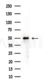 hnRNP H Antibody - Western blot analysis of extracts from Rat brain, using hnRNP H Antibody at 1/1000 dilution.