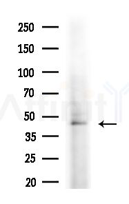 IP6K2 Antibody - Western blot analysis of extracts from HepG2 cells(heat-shock,45min treatment), using IP6K2 Antibody at 1/1000 dilution.