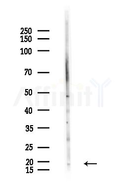 JTB Antibody - Western blot analysis of lysates from B16F10-LUC cells(heat-shock,45min treatment), using JTB Antibody at 1/1000 dilution.