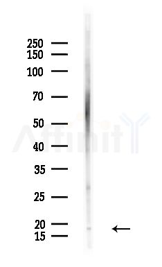 JTB Antibody - Western blot analysis of lysates from HepG2 cells(heat-shock,45min treatment), using JTB Antibody at 1/1000 dilution.