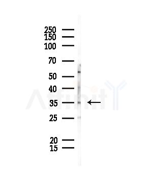 LEG4 Antibody - Western blot analysis of lysates from Rat liver, using LEG4 Antibody at 1/1000 dilution.
