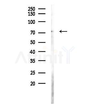 MIC1 Antibody - Western blot analysis of lysates from RAW264.