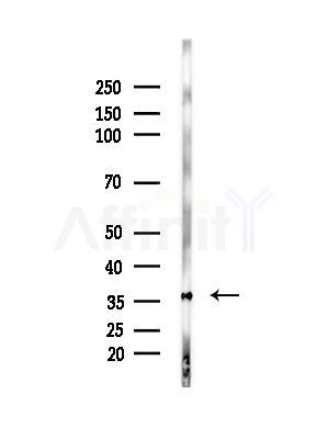 MRGX4 Antibody - Western blot analysis of lysates from Mouse brain, using MRGX4 Antibody at 1/1000 dilution.