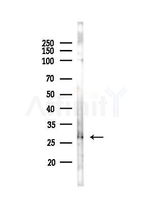 OR10X1 Antibody - Western blot analysis of lysates from Mouse liver, using OR10X1 Antibody at 1/1000 dilution.