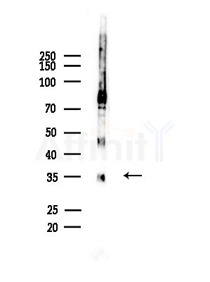 OR1D4/5 Antibody - Western blot analysis of lysates from Mouse brain, using OR1D4/5 Antibody at 1/1000 dilution.